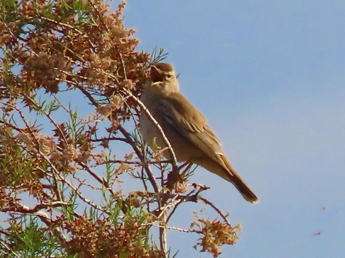 Rufous-tailed Scrub-Robin (Cercotrichas galactotes) 
Lesvos Island, Greece  04-05-2025