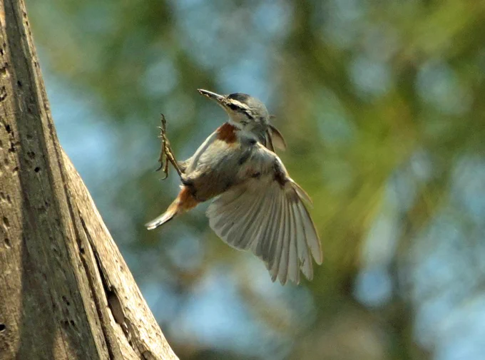 Krüper's Nuthatch (Sitta krueperi) 
Lesvos Island, Greece  26-05-2025