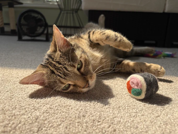 coda the tabby cat is laying on the floor with one paw lifted up. there is a sushi cat toy on the floor next to her. she looks a little overwhelmed
