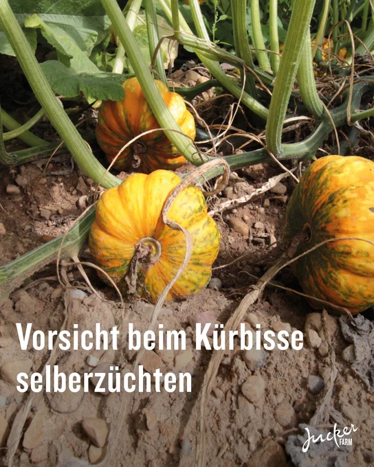 Kürbisse im Feld