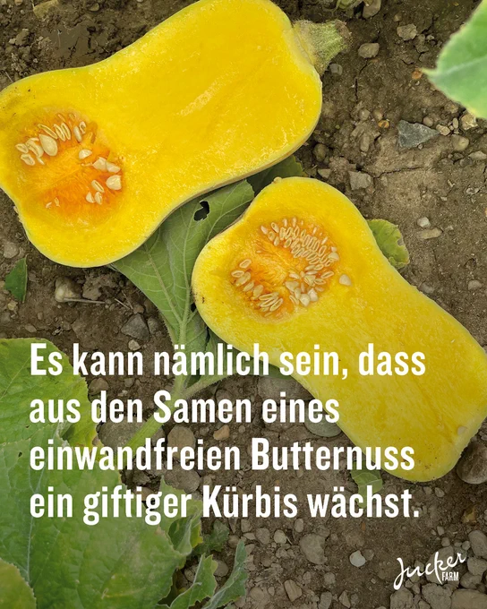 Butternuss Kürbis aufgeschnitten 