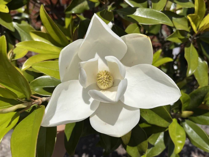 A large white magnolia flower, with waxy white petals, each several inches wide. In the center, a yellow-ish conelike fruit that will eventually turn brown as the petals fall away.