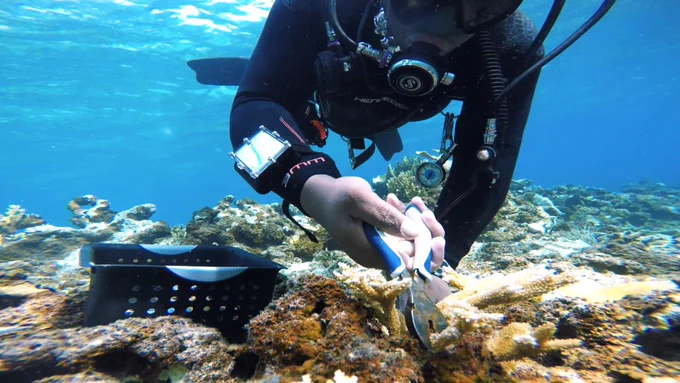 Colin Howe collecting coral samples while scuba diving in the ocean.