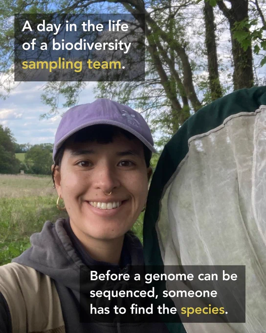 A field biologist stands outdoors holding an insect net in a grassy landscape bordered by trees. Text overlay reads: “A day in the life of a biodiversity sampling team.” Additional text states: “Before a genome can be sequenced, someone has to find the species.” The image highlights the field collection stage that precedes biodiversity genome sequencing.