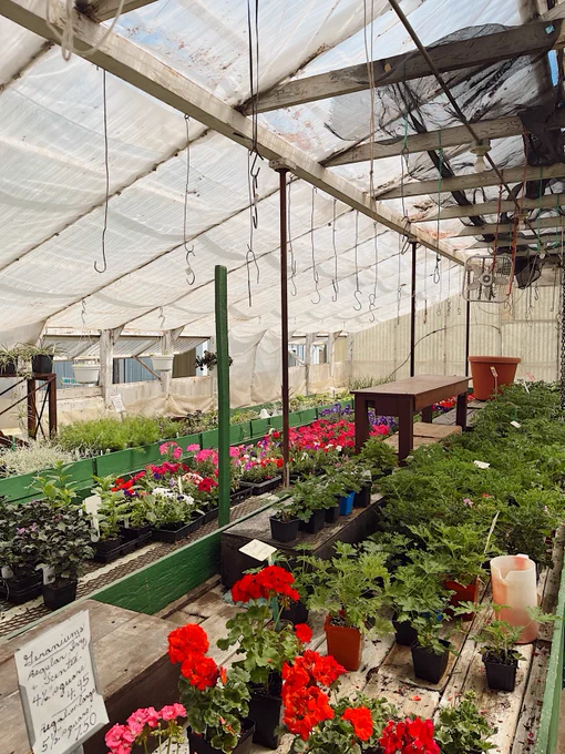 A greenhouse interior with various potted plants and flowers, including pink and red blooms, arranged on wooden shelves. A handwritten sign displays plant names and prices. The structure has a transparent roof allowing natural light to illuminate the space.
