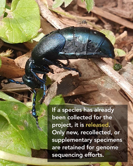 A metallic blue-black oil beetle walks across leaf litter and low vegetation on a woodland floor. Text overlay explains that if a species has already been collected for the project, it is released, while only new, recollected, or supplementary specimens are retained for genome sequencing efforts. The image illustrates the Darwin Tree of Life programme's approach to minimizing specimen collection while obtaining material needed for genome sequencing.