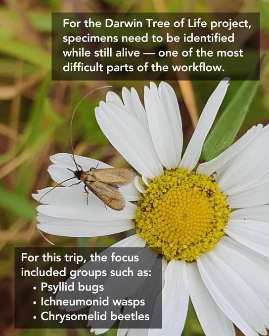 Close-up photograph of a small moth resting on a white daisy with a yellow center. Text overlay reads: “For the Darwin Tree of Life project, specimens need to be identified while still alive — one of the most difficult parts of the workflow.” Additional text lists target groups from the field trip: psyllid bugs, ichneumonid wasps, and chrysomelid beetles. The image highlights the challenge of live specimen identification during biodiversity genomics sampling.
