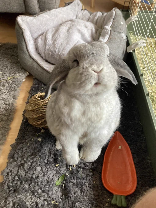 Cookie is a soft grey bunny with floppy ears and an adorable pom pom-like face.