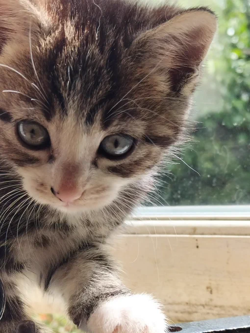 A headshot of tiny kitten Polly who is tabby and white with blue eyes and a little pink nose.