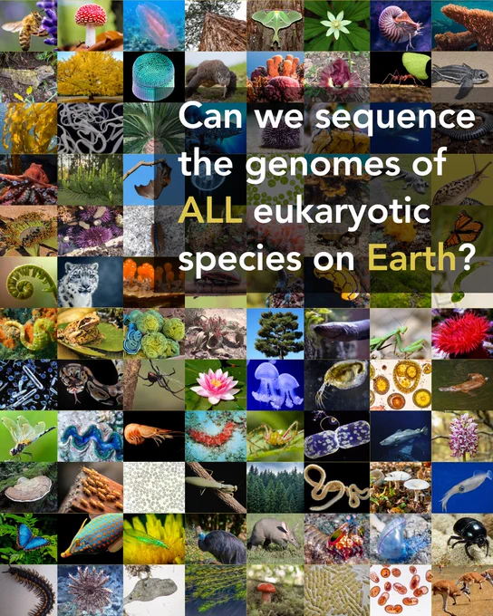 A collage of dozens of eukaryotic organisms from across the tree of life, including animals, plants, fungi, algae, protists, and marine invertebrates. The mosaic features species such as bees, butterflies, birds, reptiles, fish, corals, jellyfish, octopuses, sea stars, sea urchins, worms, insects, flowering plants, trees, mushrooms, microscopic organisms, and algae. Overlaid text reads: “Can we sequence the genomes of All eukaryotic species on Earth?” with “All” and “Earth” highlighted in yellow.