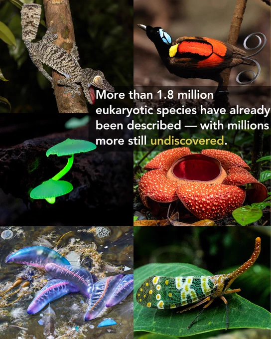 A six-panel collage showcasing biodiversity from around the world. Images include a leaf-tailed gecko clinging to a tree trunk, a brightly colored bird-of-paradise displaying curled tail feathers, a bioluminescent green mushroom glowing in the dark, a giant rafflesia flower on a rainforest floor, a group of Portuguese man o' war floating at the ocean surface, and a brightly patterned lanternfly resting on a green leaf. Overlaid text reads: “More than 1.8 million eukaryotic species have already been described — with millions more still undiscovered.” The word “undiscovered” is highlighted in yellow.