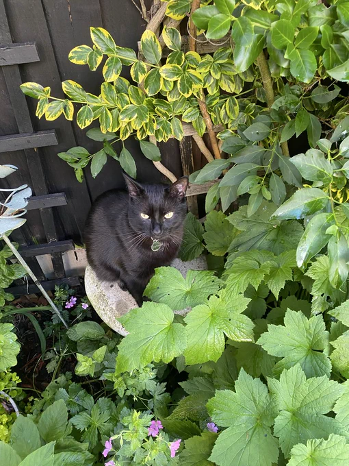 Charcoal is a shiny black cat with shiny yellow eyes perched in front of a black fence, surrounded by greenery