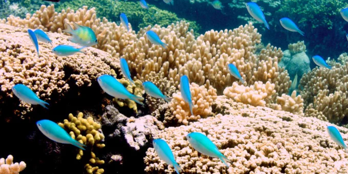 A healthy coral reef in the Tumon Bay Marine Preserve off Tumon, Guam, showing several different species of fish swimming over a high coral cover reef composed of hard and soft coral species.
