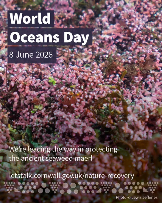 World Oceans Day graphic with pink maerl seaweed and text says: We’re leading the way in protecting the ancient seaweed maerl.