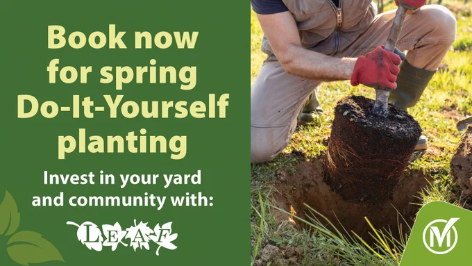 Person kneeling outdoors planting a young tree with soil around its roots during a sunny day.
