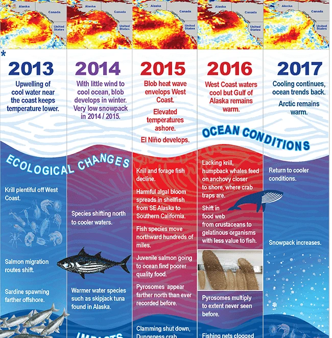 Graphic from NOAA. https://www.fisheries.noaa.gov/feature-story/looking-back-blob-record-warming-drives-unprecedented-ocean-change