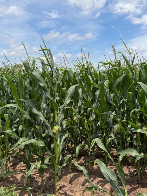 Tall green corn plants beginning to silk in a field under a partly cloudy blue sky.