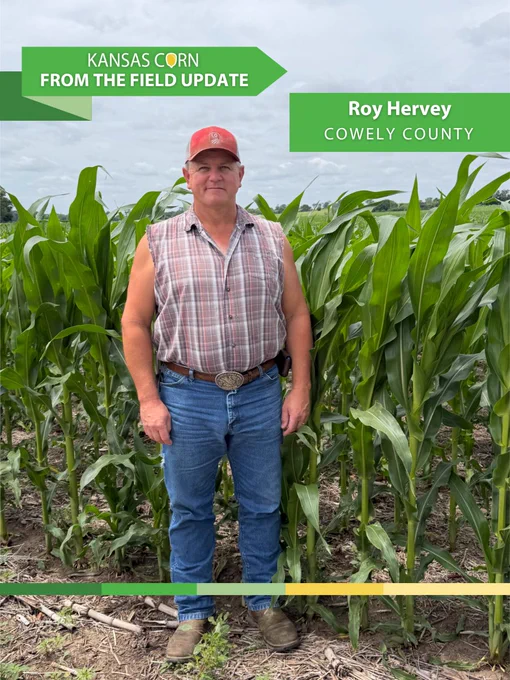 Farmer Roy Hervey from Cowley County stands in a thriving Kansas cornfield under a cloudy sky.