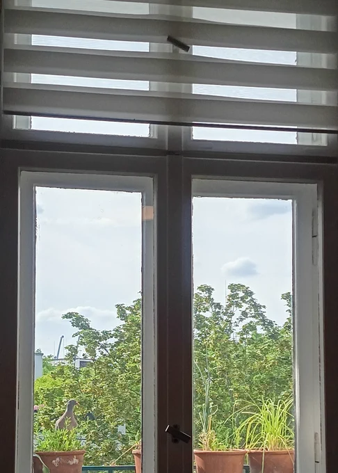 Taube sitzt auf Balkon vor Fenster 
