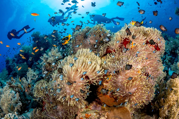 Image credit: Ocean Image Bank / Renata Romeo 