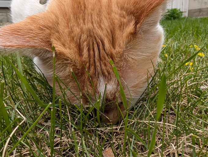Cheddar pushes his face into the grass as he tries to pick up a bug that he has found.