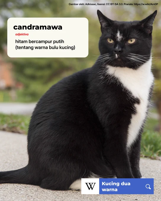 [Gambar menampilkan seekor kucing dengan bulu berwarna hitam bercampur putih.]


Candramawa adalah hitam bercampur putih (untuk menggambarkan tentang warna bulu kucing).