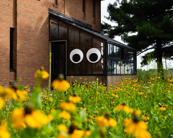 The greenhouse on campus with google eyes attached. Sunflowers are seen in the foreground.
