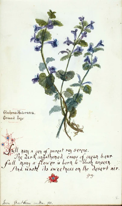 Botanical illustration of ground ivy with purple flowers, accompanied by a handwritten decorative excerpt of a poem.