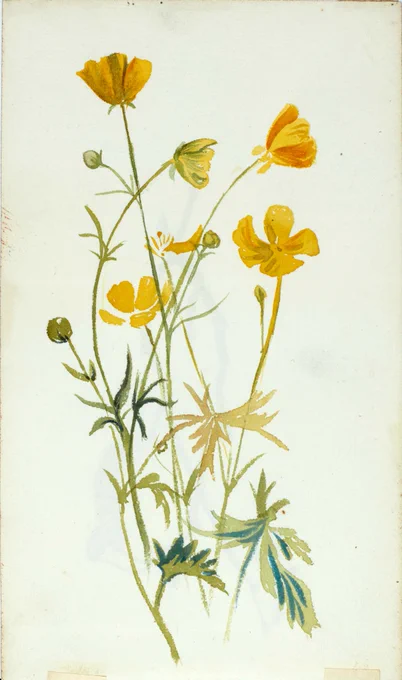 Delicate botanical painting of yellow wildflowers with slender stems and green leaves on a plain background.