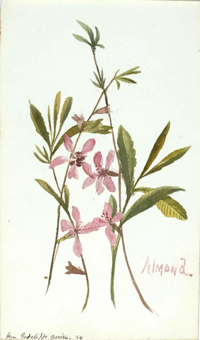 Botanical illustration of almond branches with pink blossoms and green leaves, with handwritten label “Almond.”