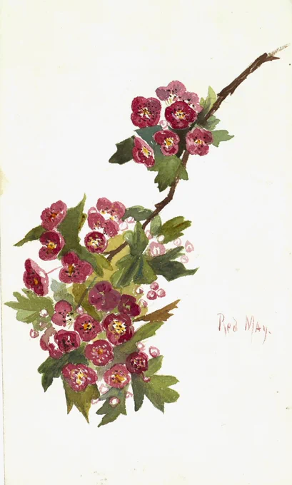 Botanical painting of a branch with clusters of small red-pink blossoms and green leaves, labelled “Red May.”