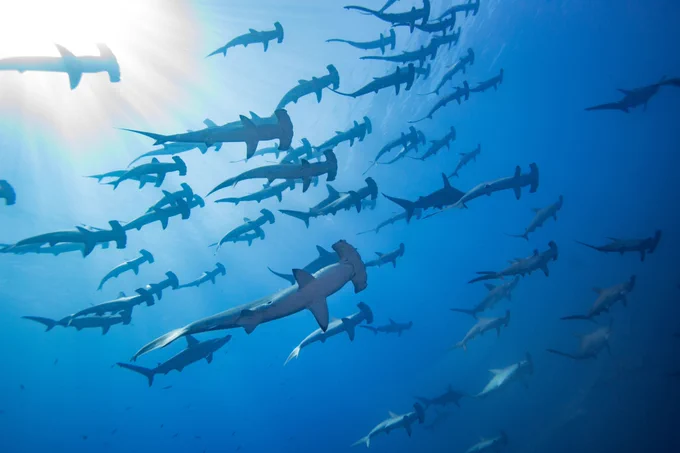 Sharks; photo by Ocean Image Bank/Masayuki Agawa