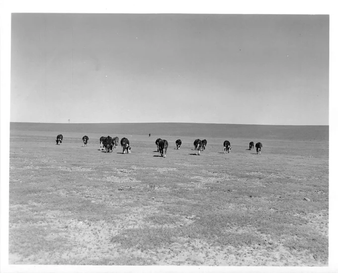 Cattle grazing on the rangeland in the 1950s. 