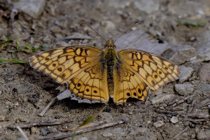 A butterfly with orange and brown patterned wings is resting on a rocky surface. The wings have eye-like spots along the edges.