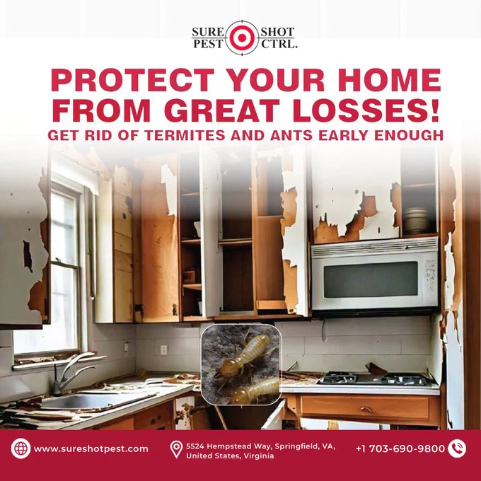 termite wood damage, ant infestation signs, kitchen cabinet destruction, Virginia pest control service,