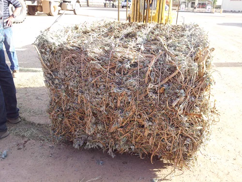 A freshly harvested guayule bale sits ready for latex extraction. Guayule shrubs are harvested as a fresh crop to make latex