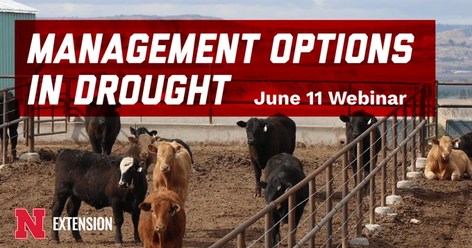 Promotional graphic for a Nebraska Extension webinar titled Management Options in Drought. The image shows several cattle standing and resting in a dry feedlot pen. A large red banner across the top contains the webinar title in bold white lettering and the text "June 11 Webinar." The Nebraska Extension logo appears in the lower left corner. A ranch landscape is visible in the background.