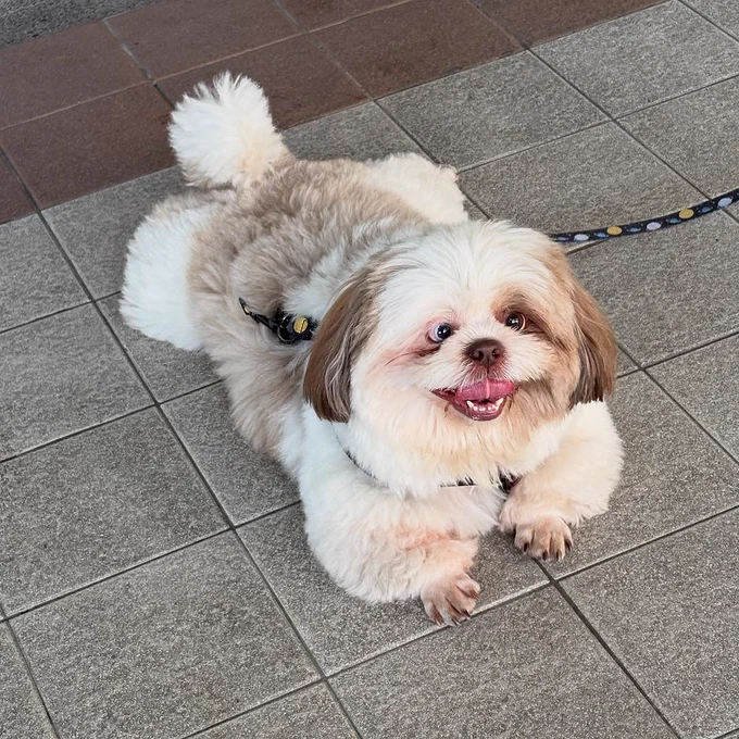 a very fluffy white creature with light brown markings on its back and ears is resting flat on some concrete tiles with a body like a slightly inflated bearskin rug. his legs and tail are merely puffy nubs, but his front paws are completely shaved for hygiene purposes, giving him the grabby-hands look of a feral raccoon. his face is an exuberant expression, with all his features slightly too close together, including his mismatched and somewhat human brown and blue eyes. he is simultaneously ridiculous and delightful.