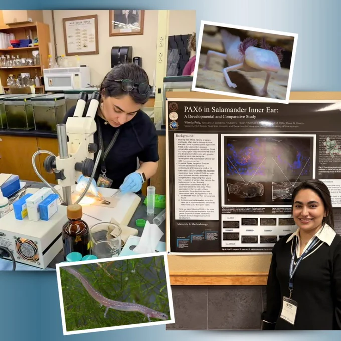 A collage of several photos of Kimia conducting research and observing specimens underneath a microscope, presenting her research at a conference, and pictures of the salamanders that she studies.