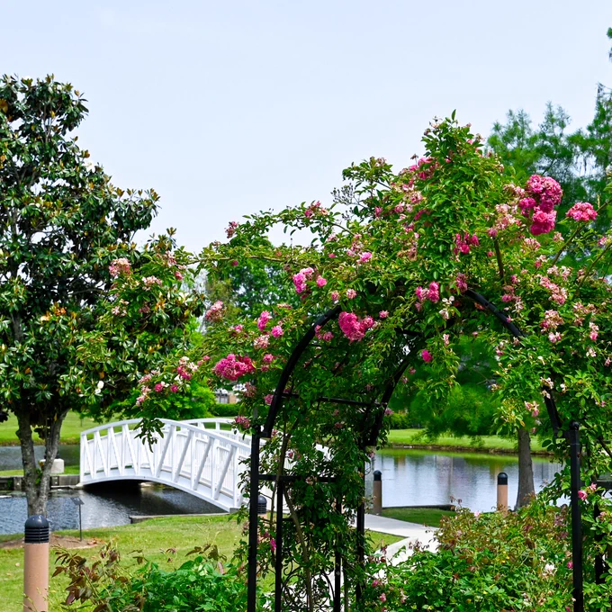 An harbor covered with pink flowers frames the view of Lake Byron, featuring a white bridge leading to an island.