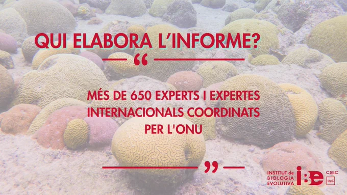 Brain corals (Pseudodiploria strigosa). Credit to Brad Weiler and Javier del Campo.
