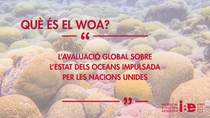 Brain corals (Pseudodiploria strigosa). Credit to Brad Weiler and Javier del Campo.
