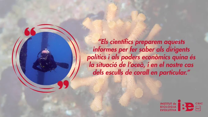 "False coral" is widely distributed in the Mediterranean / ICM-CSIC.
