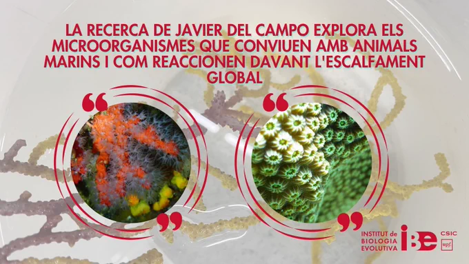 Samples of red gorgonian Paramuricea clavata in the laboratory. Credit to Javier del Campo.

