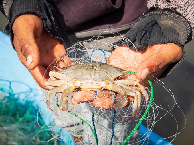 A poignant macro photograph of one of the few solitary crabs Pak Peri managed to catch after a full day on the water. The meagre harvest is a stark visual representation of the food insecurity faced by small-scale fishers when the ocean is quiet.