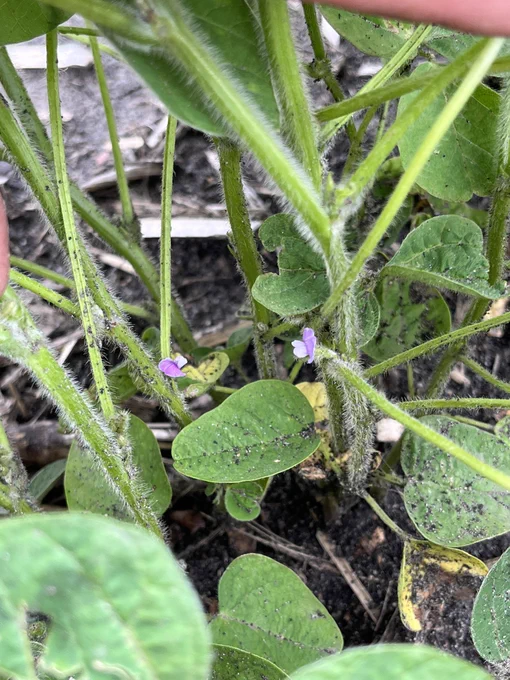 Soybean plants with purple flowers