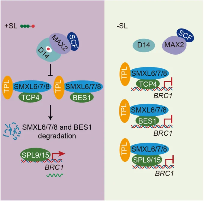 Diagram summarizing how the CIN-TCP transcription factor family member TCP4 recruits the repressor SMXL6 to specific sites on chromatin to mediate transcriptional responses in the strigolactone signaling pathway in Arabidopsis.