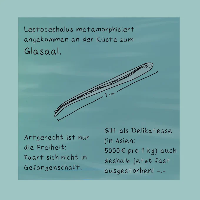 Mittig ist ein Glasaal zu sehen mit Größenangabe: 7 cm.

"Leptocephalus metamorphisiert angekommen an der Küste zum Glasaal."

Der Glasaal lächelt vergnügt! So, als ob er "Heart of Glass" von Blondie hören würde. Denn sein Herz ist optisch gesehen wohl auch aus Glas...

Unten steht:
"Artgerecht ist nur die Freiheit: Paart sich nciht in Gefangenschaft.
Gilt als Delikatesse (in Asien: 5000€ pro 1 kg) auch deshalb jetzt fast ausgestorben! -.-"
Umweltbedingungen wie Gift im Wasser sind zusätzliche Gründe, denn das nimmt unser aaliger Freund alles auf.