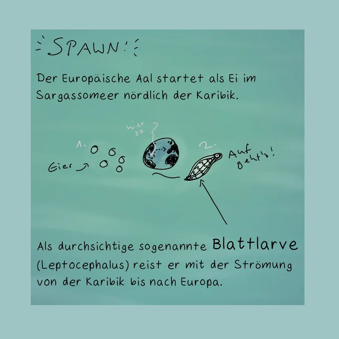Ein bläulich-grünliches Bild mit viel Text. Über Aale. 1 von 4.

Ganz links oben steht "SPAWN"
"Der Europäische Aal startet als Ei im Sargassomeer nördlich der Karibik."

Ein Bild von paar Eiern, daneben eine Erde, auf der ein Zeil irgendwo in die nördliche Karibik zeigt, ein Pfeil der von der Karibik bis Europa verläuft.

Ein blattartiges, durchsichtiges Viech mit Strichen mit Auge, das "Auf geht's!" sagt.

Mehr Text:
"Als durchsichtige sogenannte Blattlarve (Lepocephalus) reist er (der Aal) mit der Strömung von der Karibik bis nach Europa.