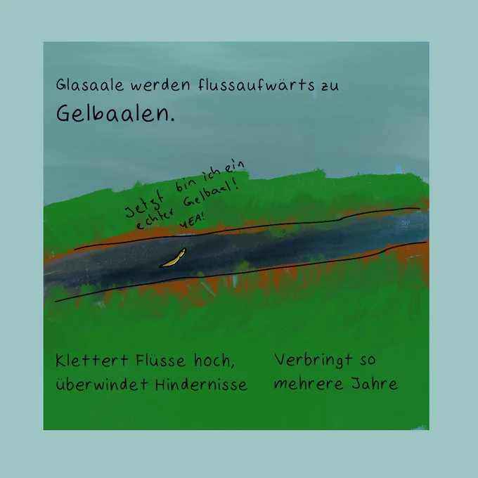 Ein gelblicher, wurmartiger Aal bewegt isch durch einen kleinen Fluss zwischen einer Wiese oder so.

Text: 
"Glasaale werden flussaufwärts zu Gelbaalen."

Der gelbliche Aal sagt: "Jetzt bin ich ein echter Gelbaal! YEA!"

Weiter unten:
"Klettert Flüsse hoch, überwindet Hindernisse
Verringt so mehrere Jahre"